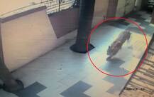 उल्हासनगरमधील इमारतीत बिबट्या घुसला!