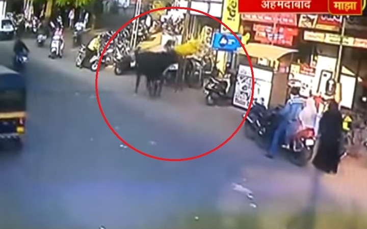 angry bull dash the woman in Ahmadabad latest update VIDEO : बैलाने महिलेला हवेत भिरकावलं, घटनेचा व्हिडीओ व्हायरल