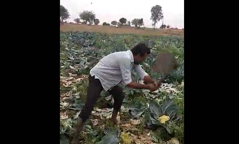 Jalna farmer broke cabbage video viral latest update VIDEO : कोबीला कवडीमोल भाव, शेतकऱ्याने फावड्याने गड्डे फोडले!