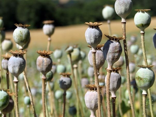 Three farmers acquitted in Opium farming बीडमधील अफू लागवड प्रकरणातून तिन्ही आरोपींची निर्दोष मुक्तता