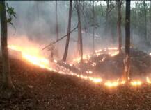 गोंदियातील नागझिरा व्याघ्र प्रकल्प आगीच्या भक्ष्यस्थानी