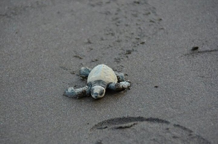 velas turtle festival in velas Ratnagiri latest update  वेळास समुद्र किनारी कासवांची जत्रा!
