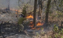 सिगारेटमुळे नॅशनल पार्कमध्ये वणवा?