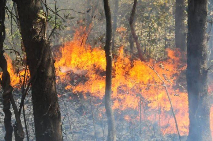 येऊरमधल्या संजय गांधी नॅशनल पार्कमध्ये लागलेल्या आगीत वनसंपत्तीचं मोठ्या प्रमाणावर नुकसान झालं आहे . काल लागलेली आग वनअधिकारी आणि स्थानिकांनी विझवली. तरीदेखील इथं धुराचे लोट कायम आहेत.