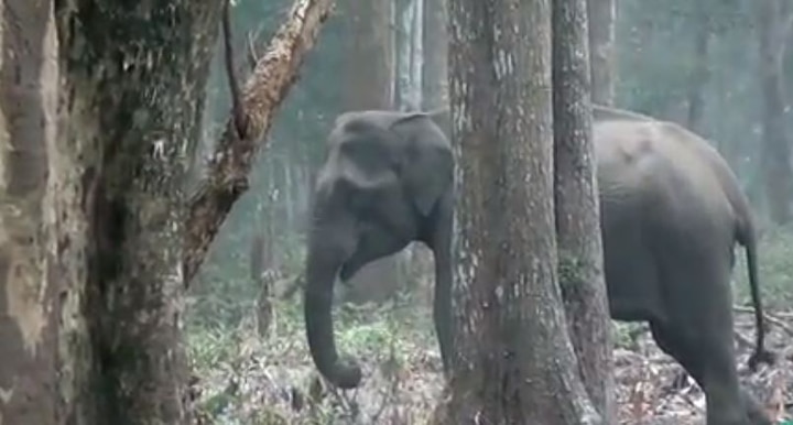 the smoking elephant videos goes viral from nagarhole national park VIDEO : स्मोकिंग करणारा हत्ती कधी पाहिलाय का?