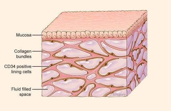 Interstitium : Scientists Discovered a New Human Organ, might be the Biggest One मानवी शरीरातील सर्वात मोठ्या अवयवाचा शोध?