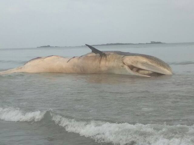 मालवणच्या समुद्रकिनारी तब्बल 30 फूट लांबीचा देवमासा मृतावस्थेत