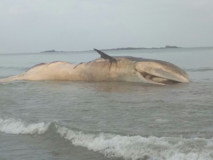 dead Whale fish found on the seashore of Malvan latest update  मालवणच्या समुद्रकिनारी तब्बल 30 फूट लांबीचा देवमासा मृतावस्थेत