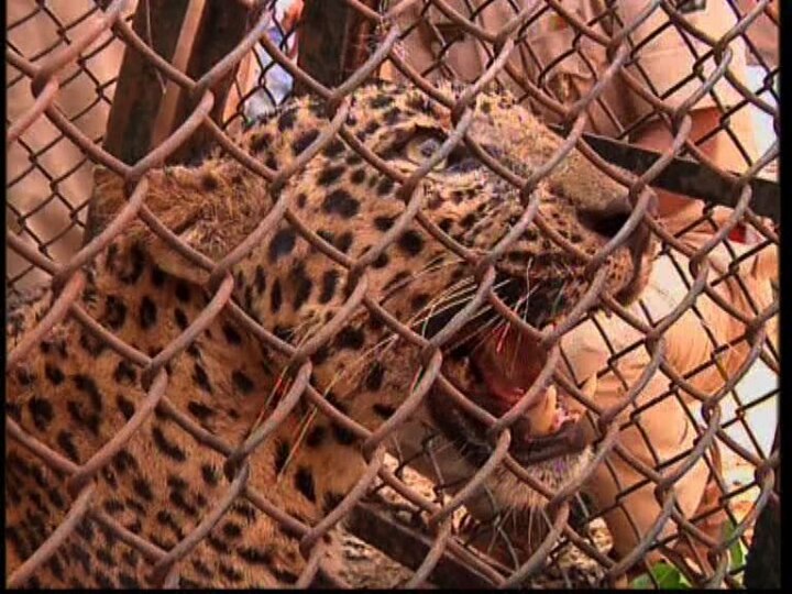 leopard trapped in mango farm latest update  रत्नागिरीमध्ये आंबा बागेत शिकारीसाठीच्या सापळ्यात बिबट्या अडकला