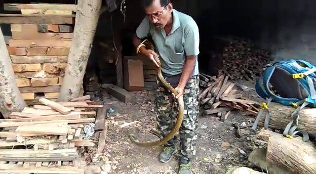 ...आणि धामण सर्पमित्राच्या टीशर्टमध्येच शिरली!