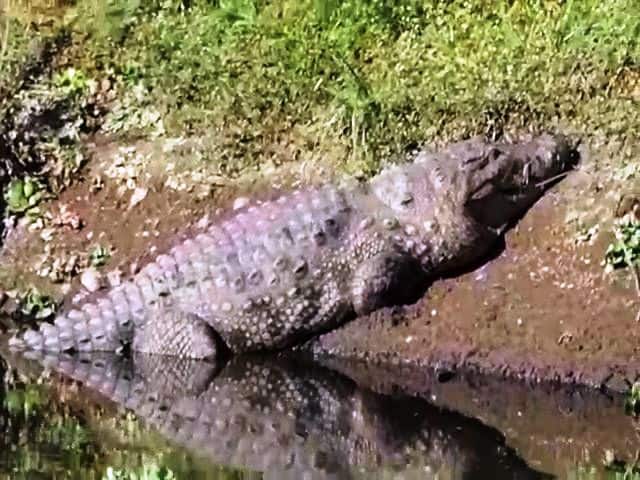 Sangli : 18 feet crocodile enters in swimmers group at Krushna river कृष्णा नदीत पोहणाऱ्या मुलांच्या घोळक्यात 18 फुटी मगर घुसली!