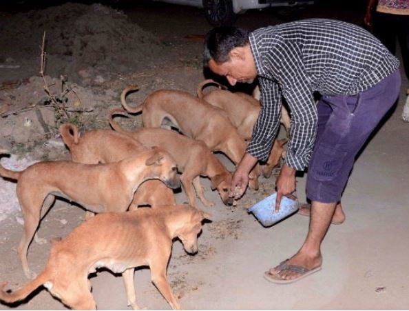 dogs are crorepatis panchot village mehsana district गुजरातमधील एक गाव, जिथं 70 कुत्रे कोट्यधीश