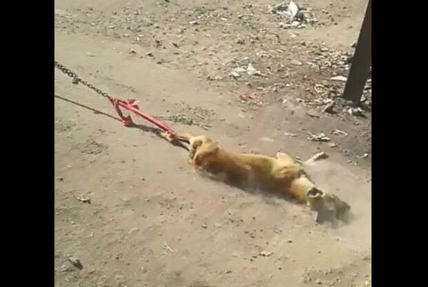 man trying to kill dog in nanded latest updates VIDEO : माथेफिरुने कुत्र्याला गाडीला बांधून फरफटवत नेलं!