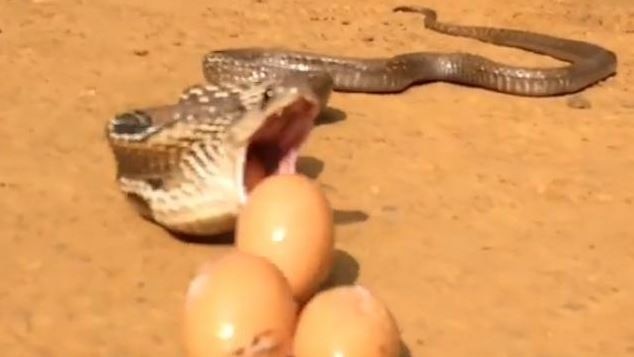 cobra eaten chicken egg video kerala नागाने दिली कोंबडीची अंडी, व्हिडीओ व्हायरल