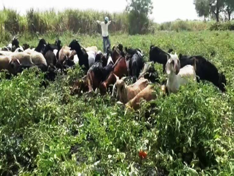 farmers protest with goats for guaranteed rate to crop latest updates उत्पादन खर्च परवडत नसल्याने शेतकऱ्यांनी शेतात शेळ्या सोडल्या