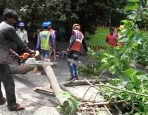 वृक्षतोडीसंदर्भातील पालिका आयुक्तांचे विशेषाधिकार हायकोर्टाकडून रद्द