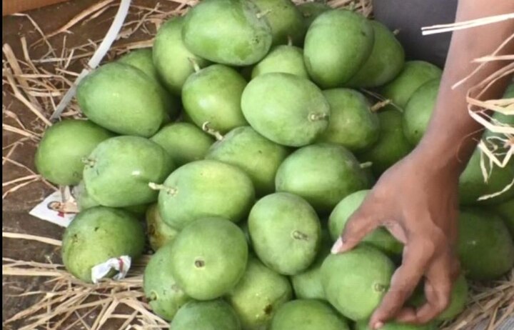 Navi Mumbai : wrong methods allegedly used to ripen mangoes latest update नवी मुंबईत आंबे पिकवण्यासाठी घातक पद्धतीचा वापर?