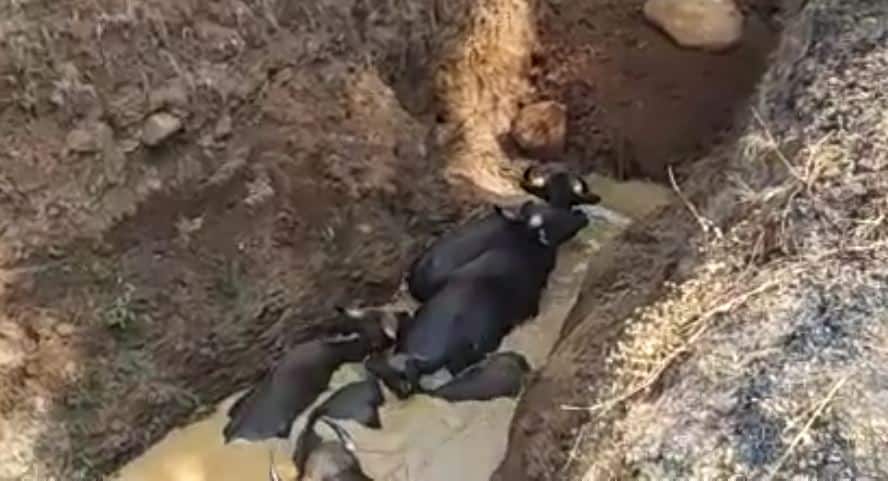 पाण्याच्या शोधात आलेले 5 गवे विहिरीत पडले 5 gaurs fells down in well, forest department successfully rescued पाण्याच्या शोधात आलेले 5 गवे विहिरीत पडले