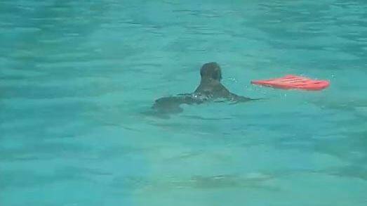 भरदुपारी स्विमिंग पूलमध्ये दररोज पोहायला येणारं पुण्यातील माकड