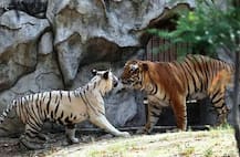 दिल्लीच्या प्राणीसंग्रहालयातील अनोखी लव्ह स्टोरी