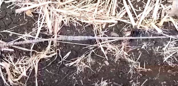 वादळी वाऱ्याने विजेची तार शेतात पडली, आठ वन्य जीवांचा मृत्यू