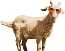 ‘वाघेऱ्या’तील गॉगलवालं बोकड मरता मरता वाचलं