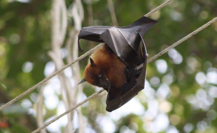 nipah virus in Kerala kozhikode center appeals to take precautions निपाह व्हायरसचं संकट, केरळमध्ये आतापर्यंत सहा जणांचा मृत्यू