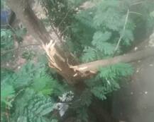 मुंबईत झाडाची फांदी अंगावर पडून महिलेचा मृत्यू