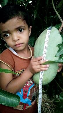 लांबी 1 फूट, वजन तीन ते चार किलो, भल्या मोठ्या आंब्यांनी झाड लगडलं!