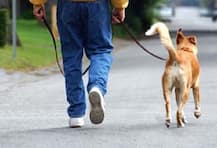 कुत्र्यांनी रस्त्यावर घाण केल्यास मालकांना 500 रुपये दंड!