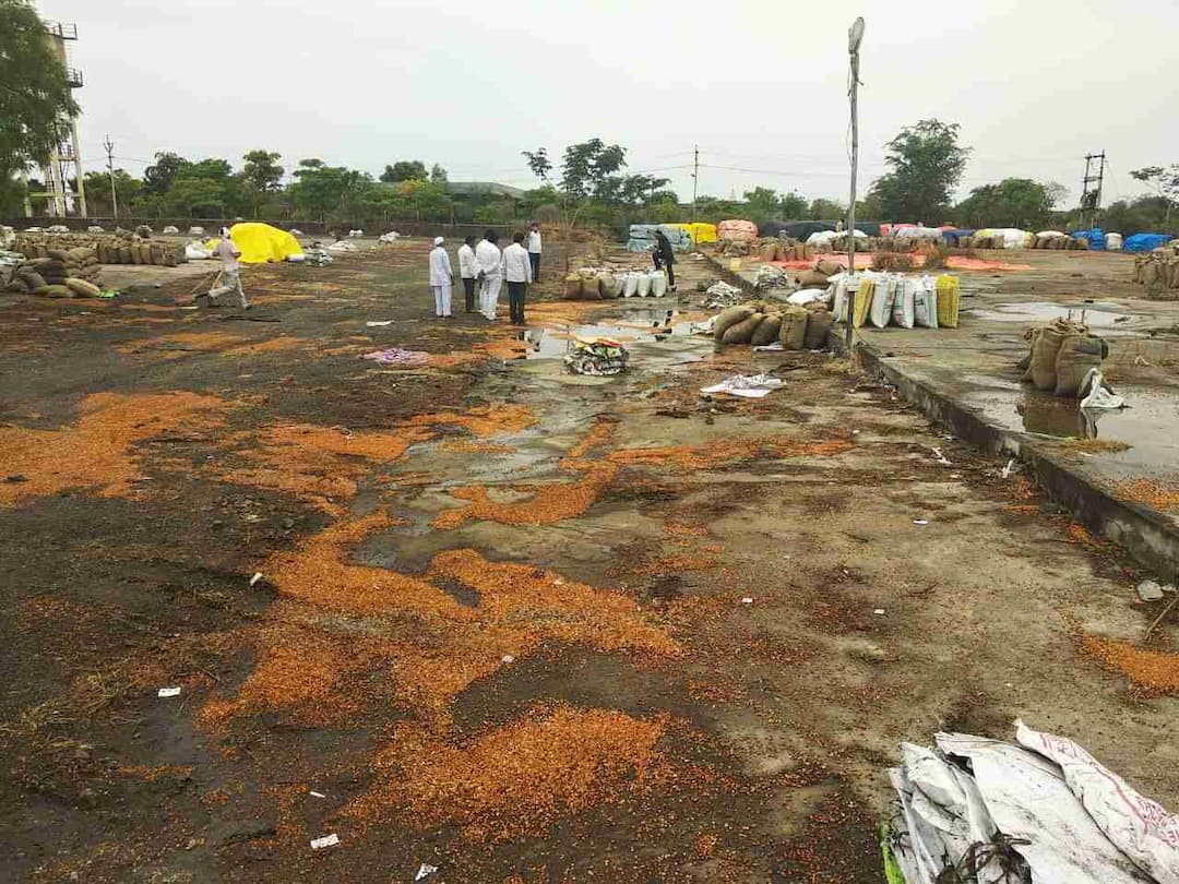 Heavy loss of Gram in Majalgaon APMC by Rain बारदान्याअभावी 19 हजार क्विंटल हरभऱ्याच्या पावसात घुगऱ्या