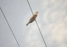 पेरते व्हा.. पेरते व्हा... पाऊसधारांमधून पावशाची सुरेल हाक