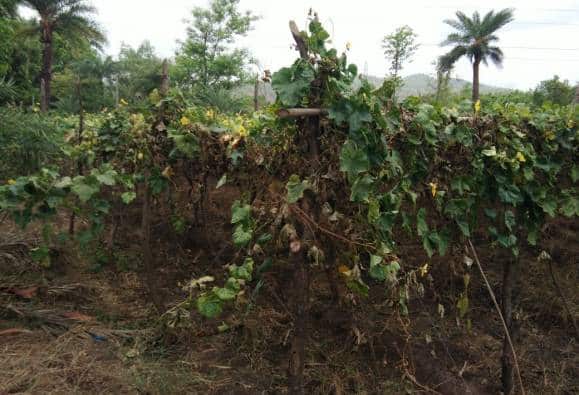 15 दिवसांपासून वीज नसल्याने पालघरमधील शेतकरी हैराण