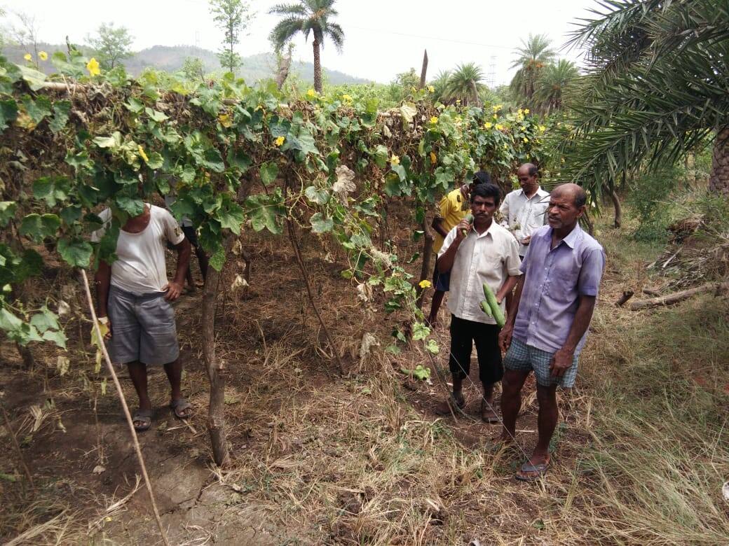 15 दिवसांपासून वीज नसल्याने पालघरमधील शेतकरी हैराण Farmers affects by electricity off in Palghar 15 दिवसांपासून वीज नसल्याने पालघरमधील शेतकरी हैराण