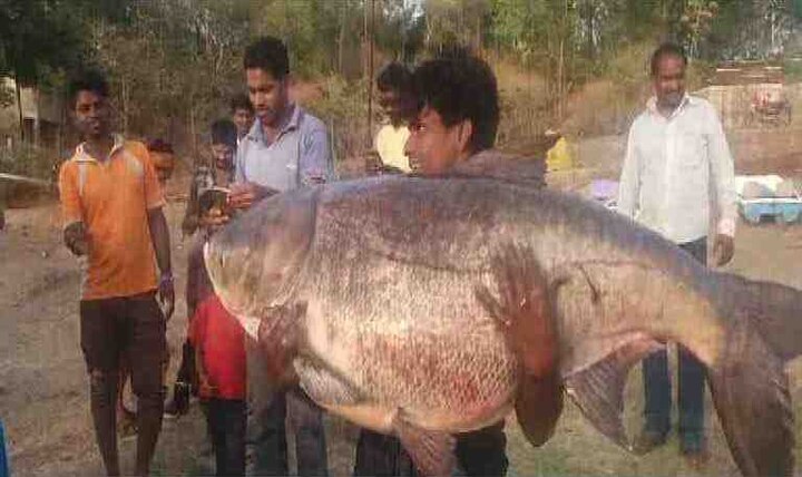 African fish found in Yashwant Lake in Toranmal तोरणमाळच्या यशवंत तलावात 55-60 किलो वजनी मासा सापडला!