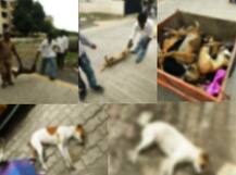 पुण्यातील हडपसर भागात 15 कुत्र्यांचा संशयास्पद मृत्यू