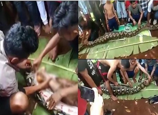 Video : Dead body of missing lady Wa Tiba found inside 23 ft long python in Indonesia latest update VIDEO : 23 फूट अजगराच्या पोटात 54 वर्षीय महिलेचा मृतदेह