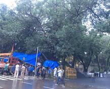 अंगावर झाड कोसळून मुंबईत एकाचा मृत्यू, चार जण जखमी