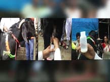 अन् रायगडमधील बोकडालाही पान्हा फुटला!