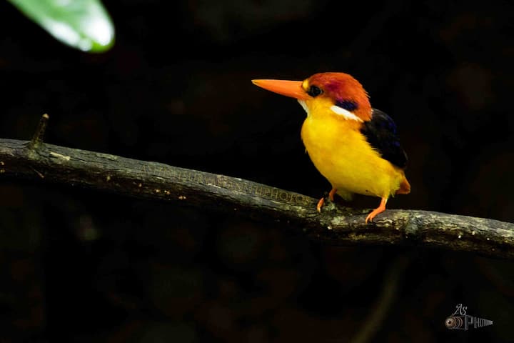 यावेळी पिलांना खाद्याची खूप जास्त गरज असते. खंड्या जंगलातून पाल, सरडे, बेडूक, मधमाशा, छोटे कीटक आणून या पिलांना भरवतो. अवघ्या 20 दिवसात या पिलांचं वजन चांगलंच वाढतं. आणि महिनाभरात ही पिलं उडण्याजोगी होतात.