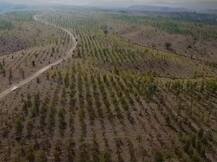 पाकिस्तानात मिशन ‘ग्रीन गोल्ड’, तब्बल 100 कोटी झाडांची लागवड