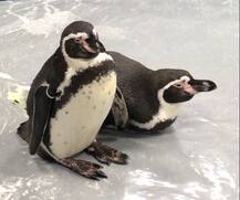 राणीच्या बागेतील पेंग्विनकडे गुड न्यूज