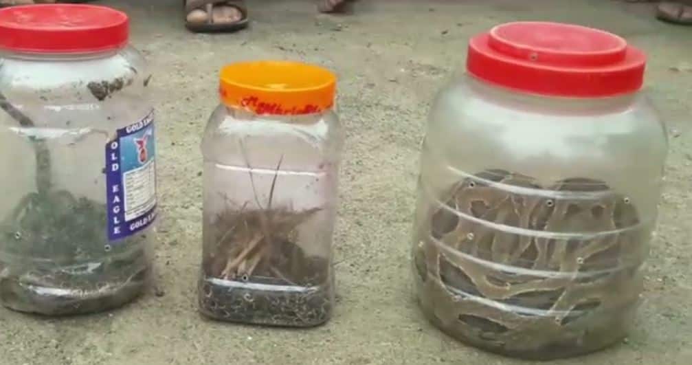 60 snake found in ZP school kitchen in Hingoli district झेडपी शाळेचं किचन उघडलं आणि समोर 60 साप!