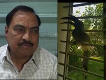 हॉर्नबिलने एकनाथ खडसेंची झोप उडवली