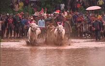 कोकणातील भात लावणीची अनोखी स्पर्धा