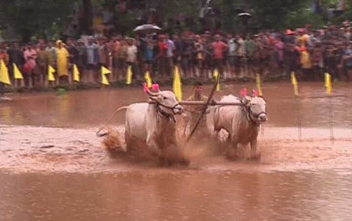 नांगर घेऊन धावणाऱ्या तरुणाचं हे कसब अनुभवायला शेताच्या बांधावर हजारोंची गर्दी होते.