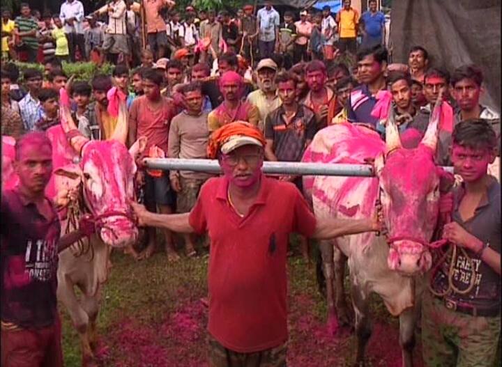 स्पर्धेत जिंकणाऱ्या बैलजोडीला आणि त्यांच्या मालकाला गुलालानं रंगवलं जातं.