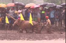कोकणातील भात लावणीची अनोखी स्पर्धा