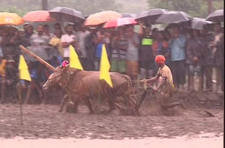 गुडघाभर चिखलातून नांगराची स्पर्धा रंगते. आठ वर्षांपूर्वी ही स्पर्धा संगमेश्वर जवळच्या सरंद गावात सुरू झाली. 
