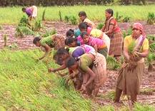 कोकणातील भात लावणीची अनोखी स्पर्धा